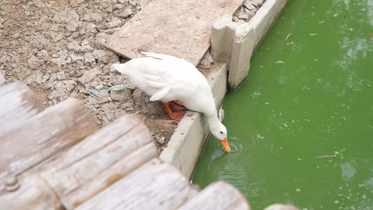 鸭子在池塘里喝水视频素材