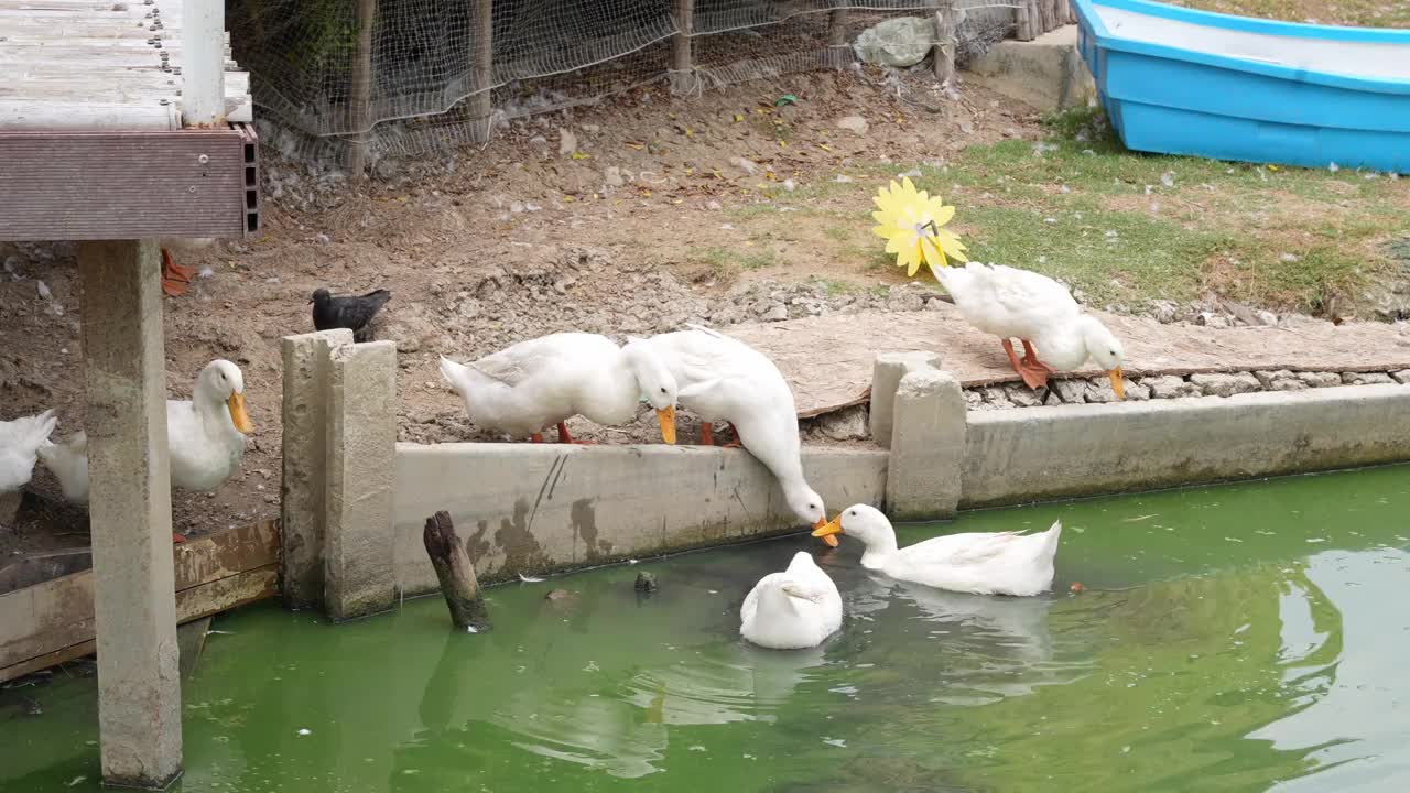 一群鸭子在池塘里游泳喝水视频下载