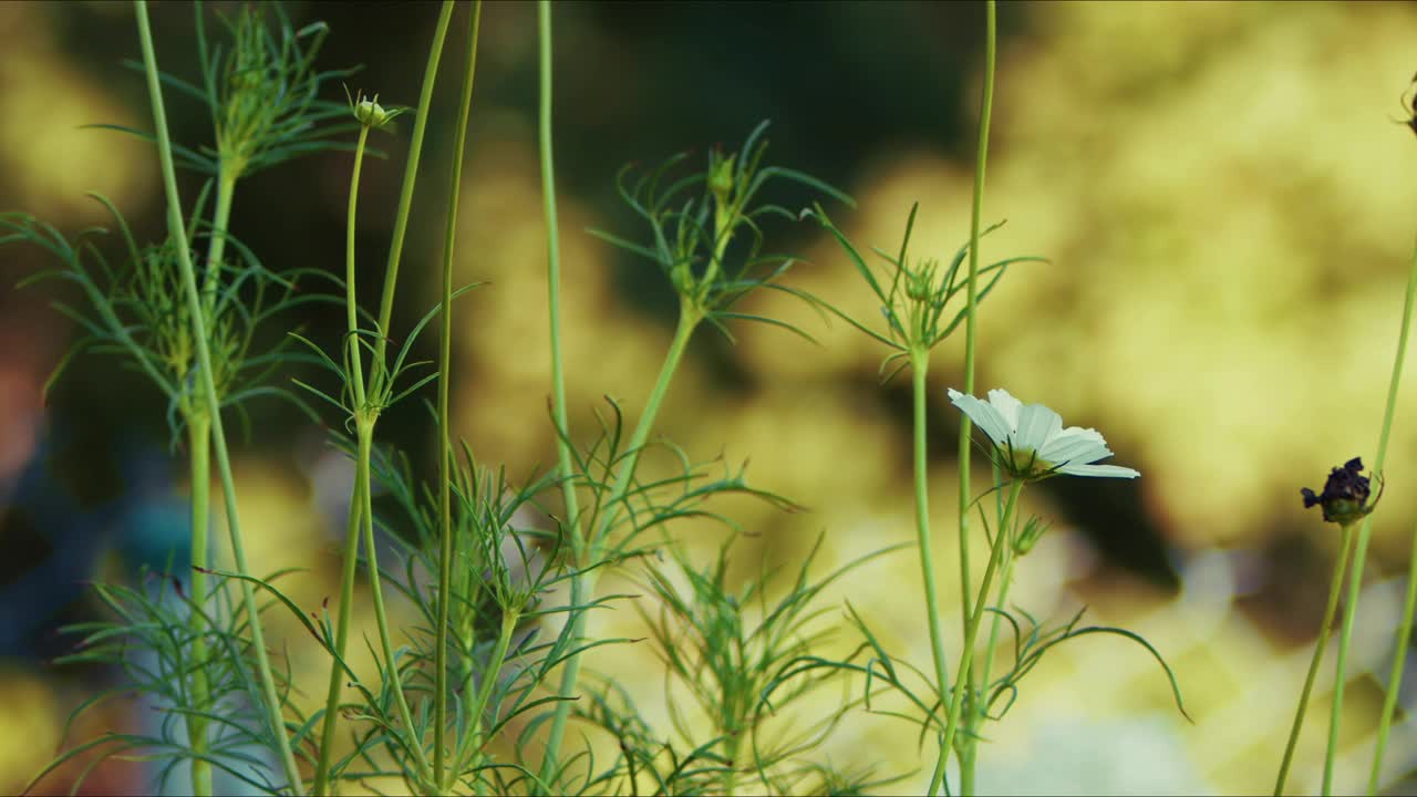 风中的花，绿色的大自然视频素材