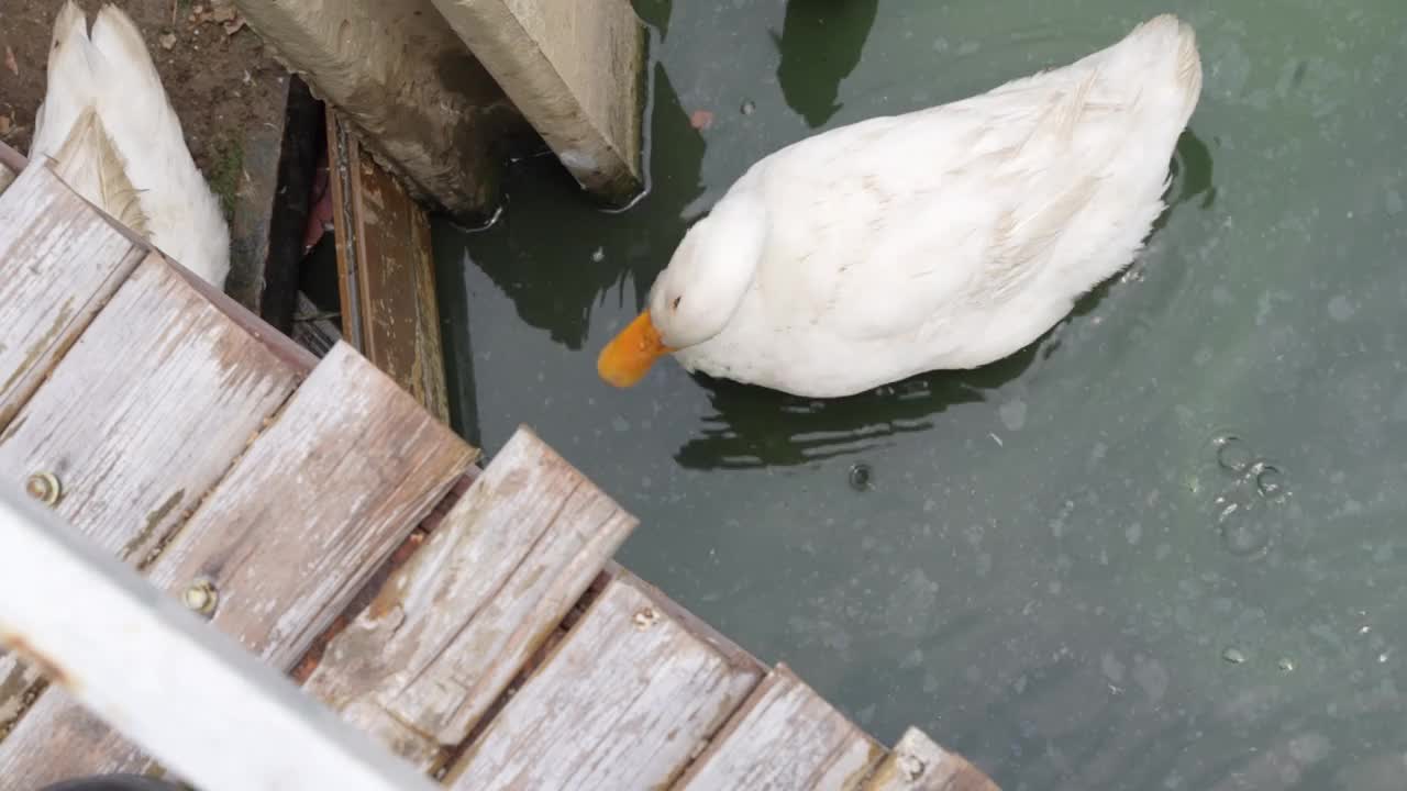 鸭子在池塘里游泳和清洗身体视频素材