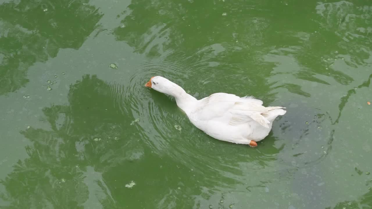 鸭子在池塘里游泳视频素材