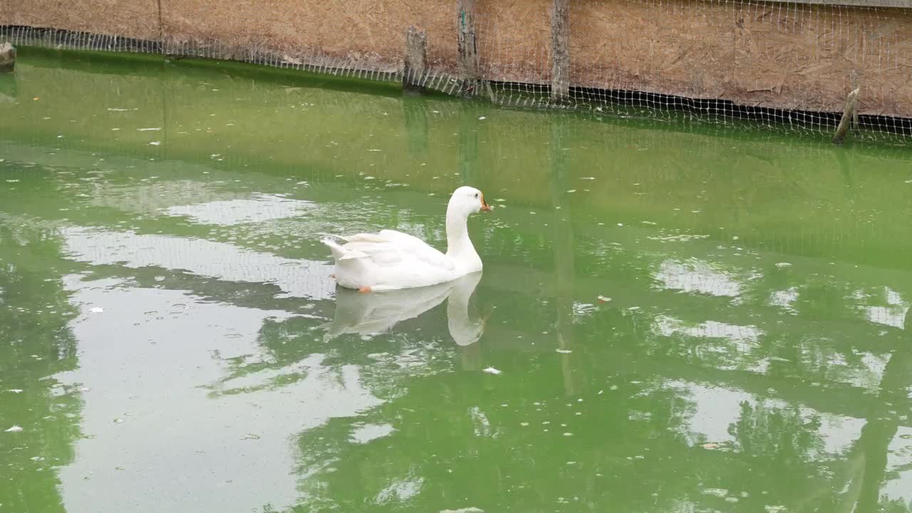 鸭子在池塘里游泳视频素材