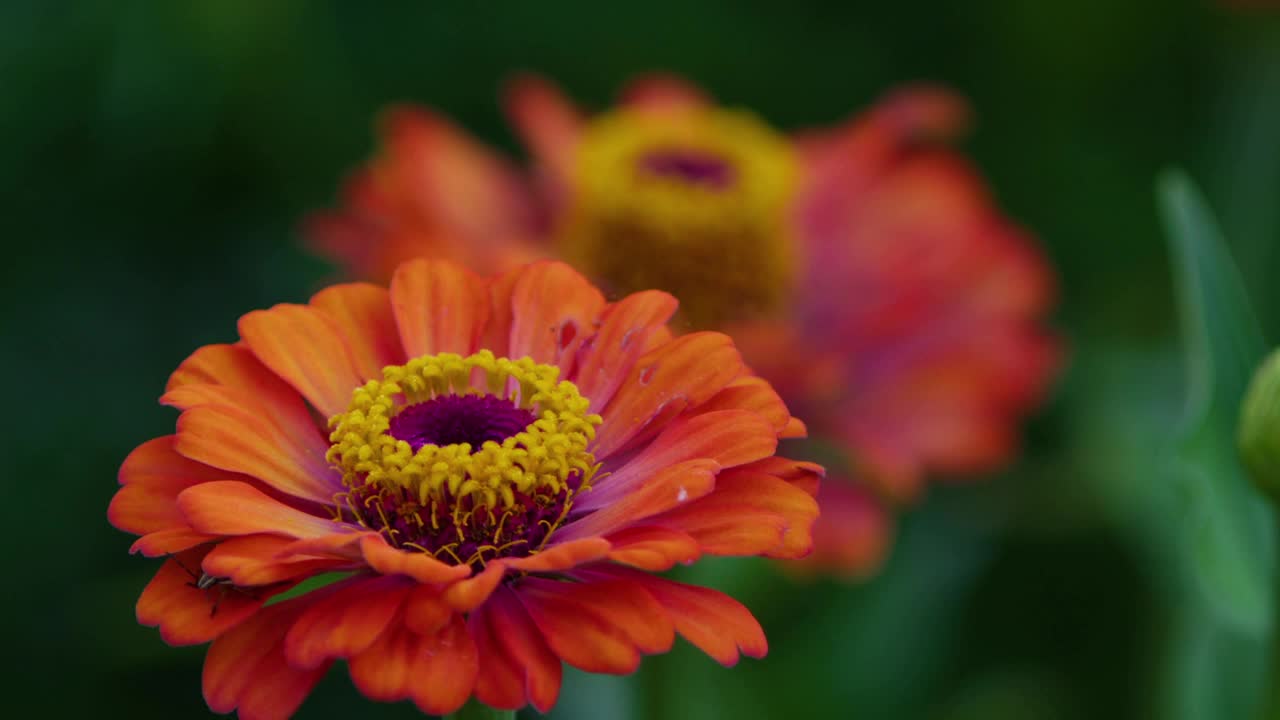 风中的花，绿色的大自然视频素材