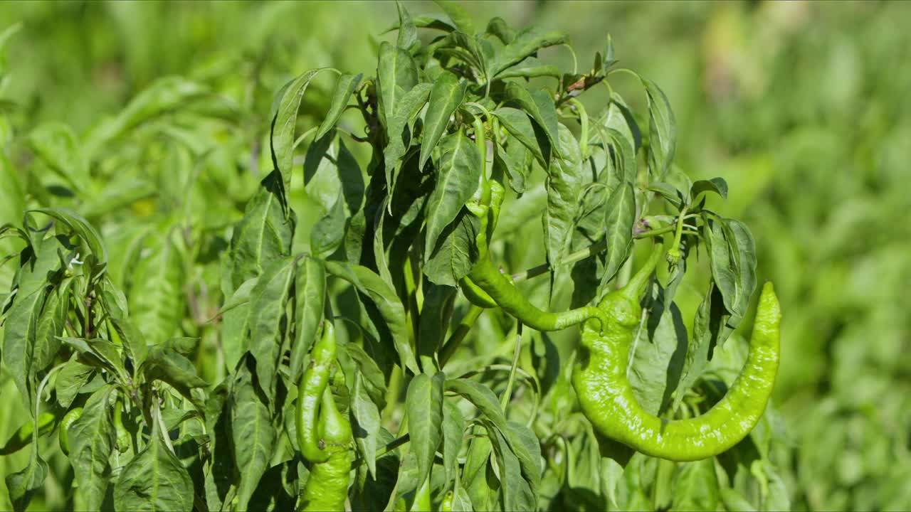 农场植物地里的青椒视频素材