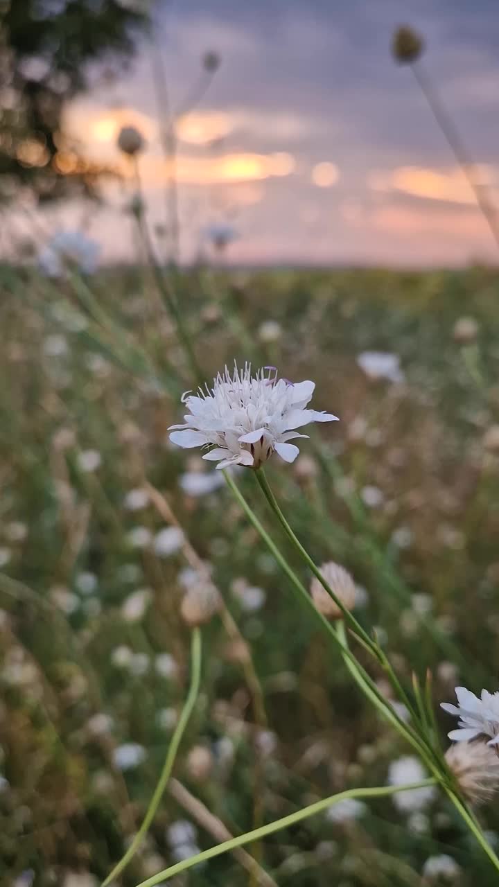 野疥疮(Knautia arvensis)花盛开在草原的大自然中。小小的白色野花的特写，可以看到草地上的夏日日落视频下载