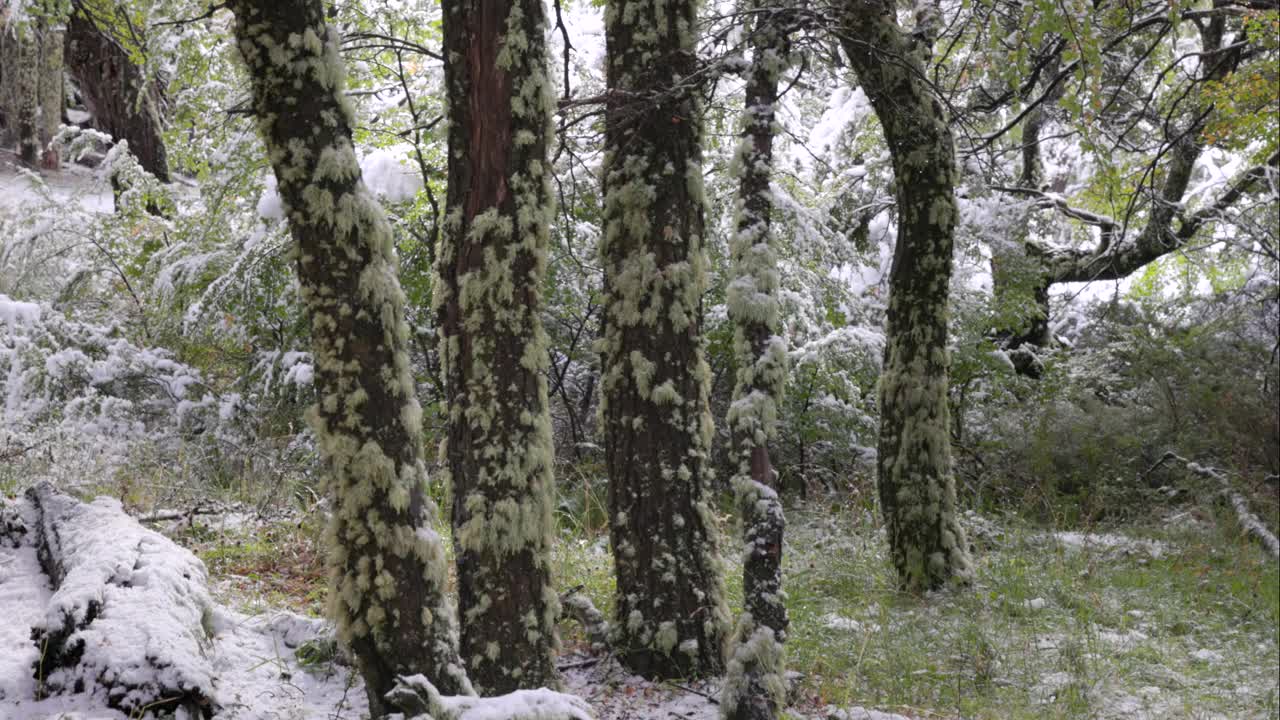 近距离倾斜拍摄的山毛榉树干附近的山路菲茨罗伊视频下载