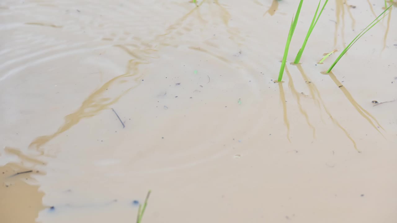 水稻在田里种植。视频素材