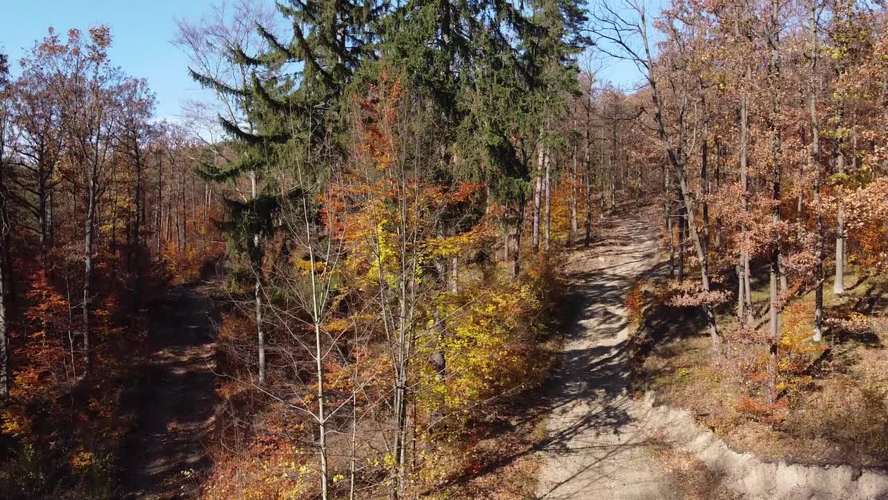 秋天的森林景观与常青树和路径的自然景观和户外探险项目的理想选择视频下载