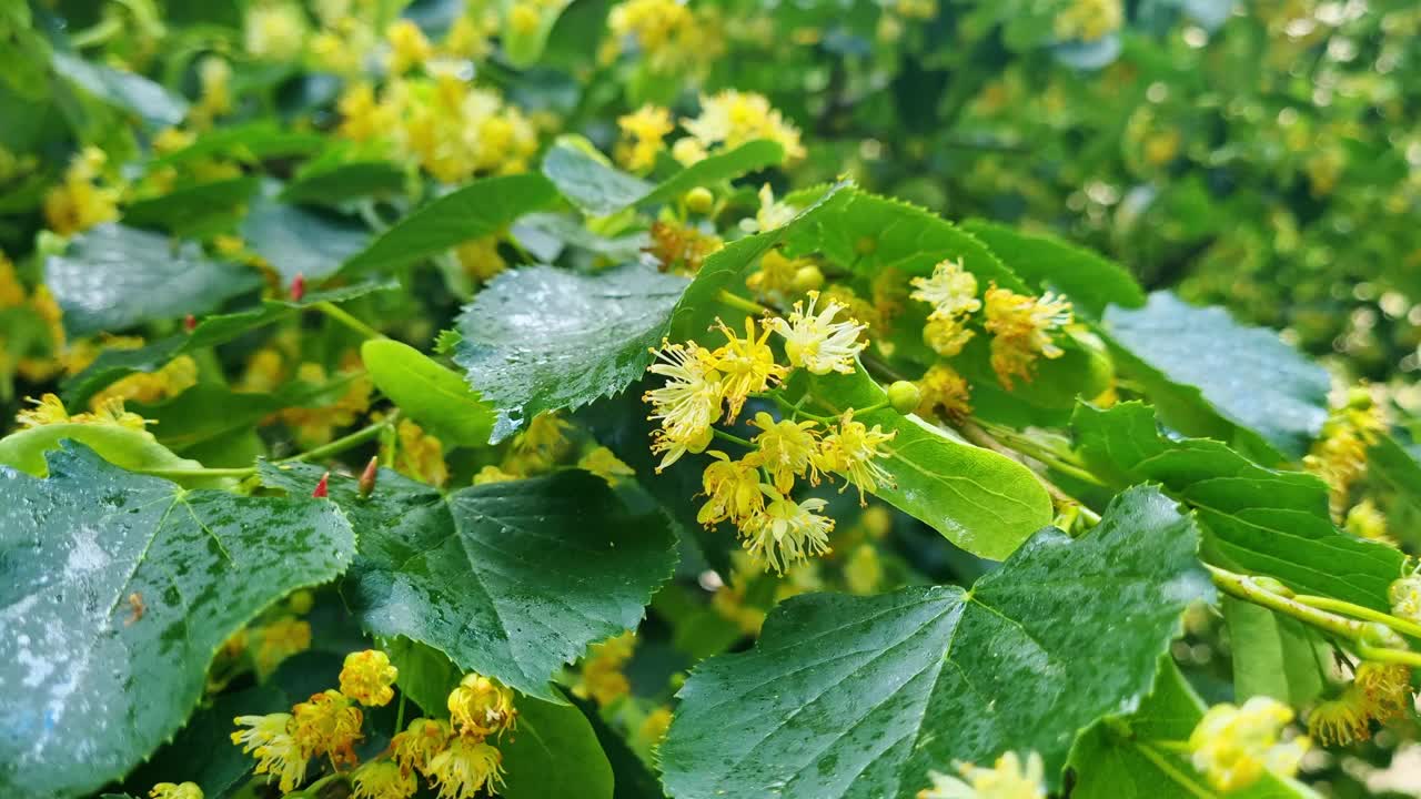 菩提树盛开-大自然的夏日之美，植物的香味，海报设计视频下载