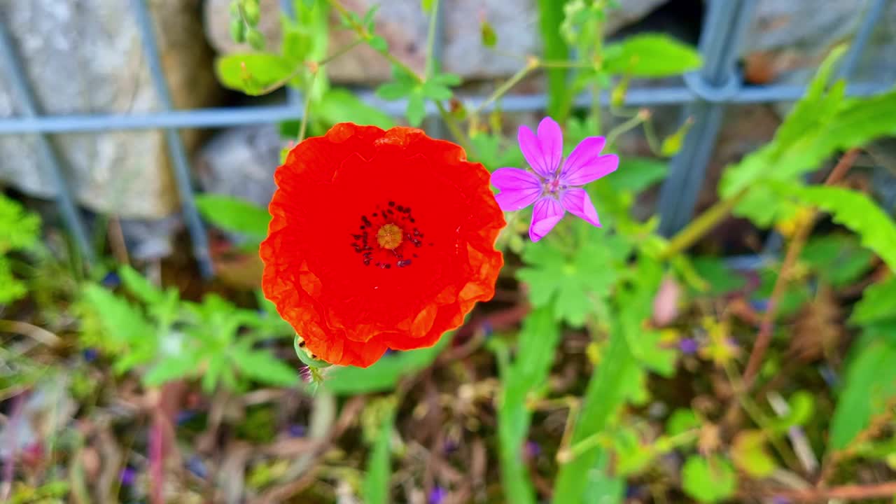 以自然为主题的夏季花园中的亮红色罂粟花和紫色花视频下载