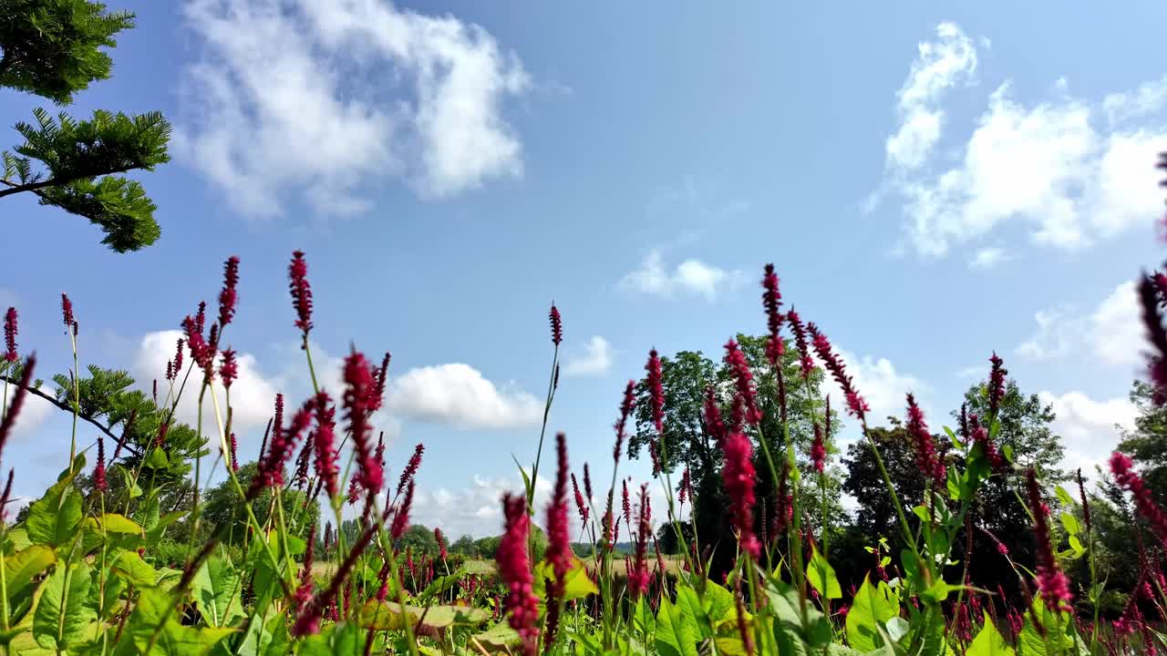 授粉:花和蜜蜂。视频素材