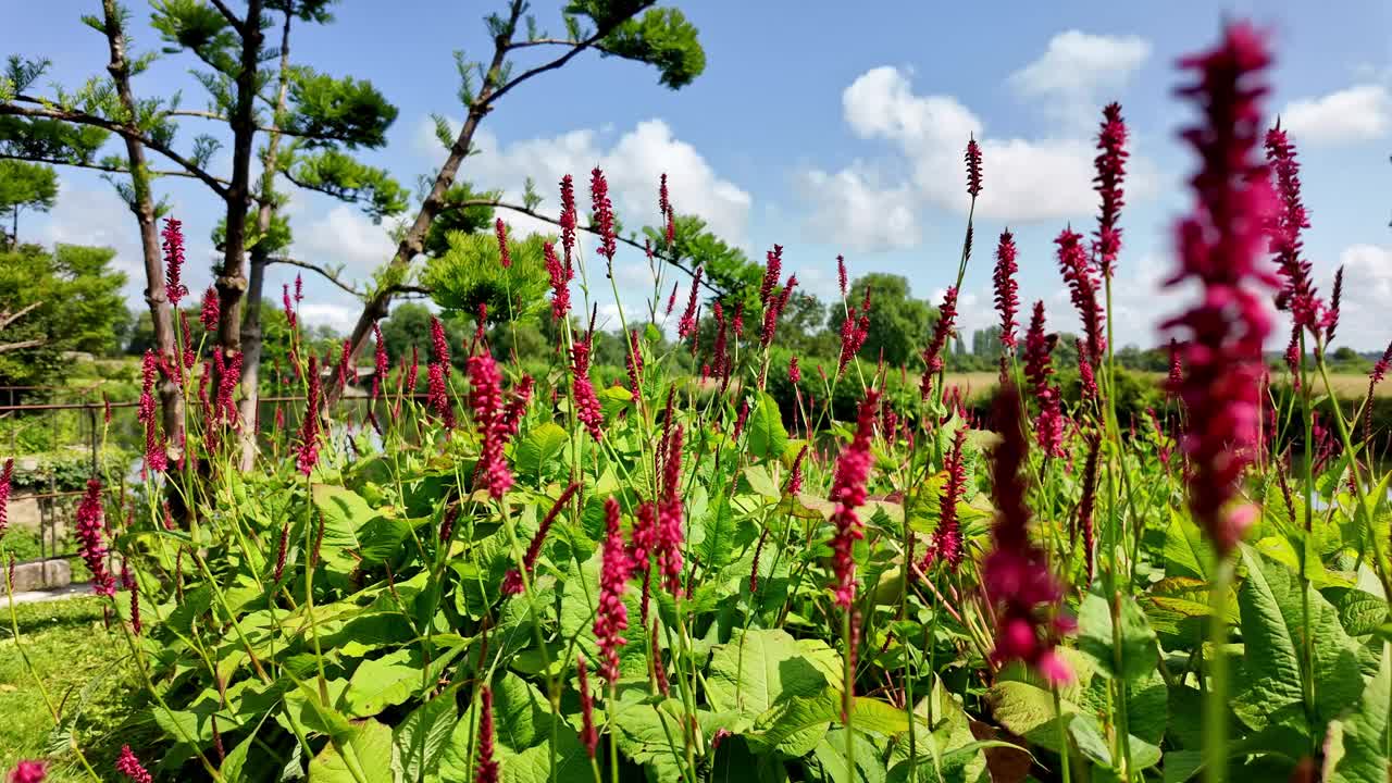 授粉:花和蜜蜂。视频素材