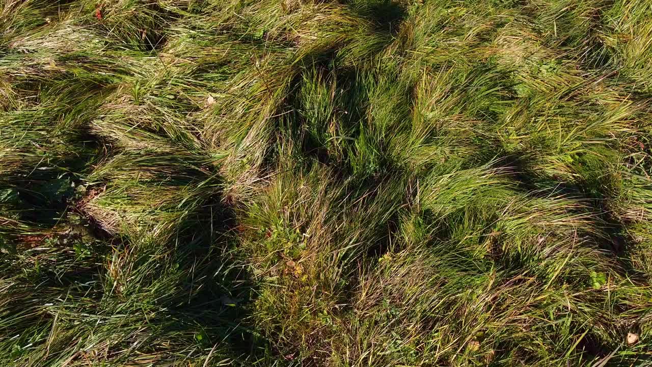 郁郁葱葱的绿草在一个微风轻拂的领域-完美的自然背景，春夏设计视频下载