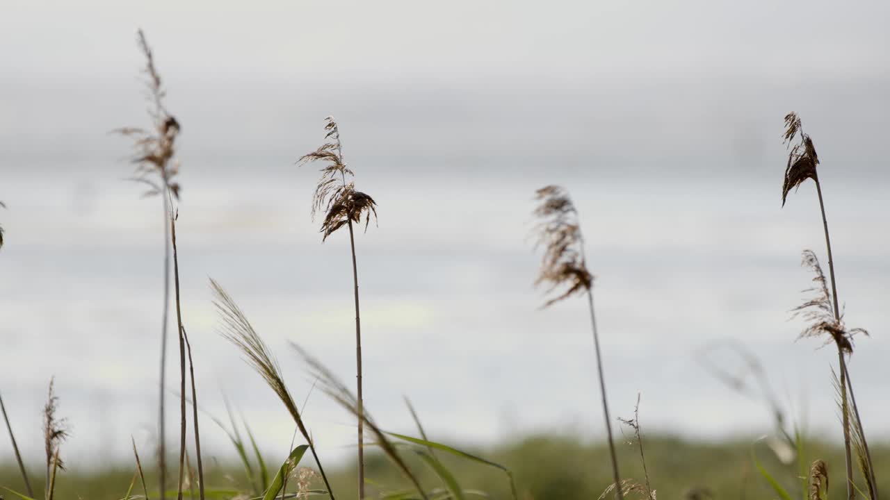 海边风中的芦苇视频素材