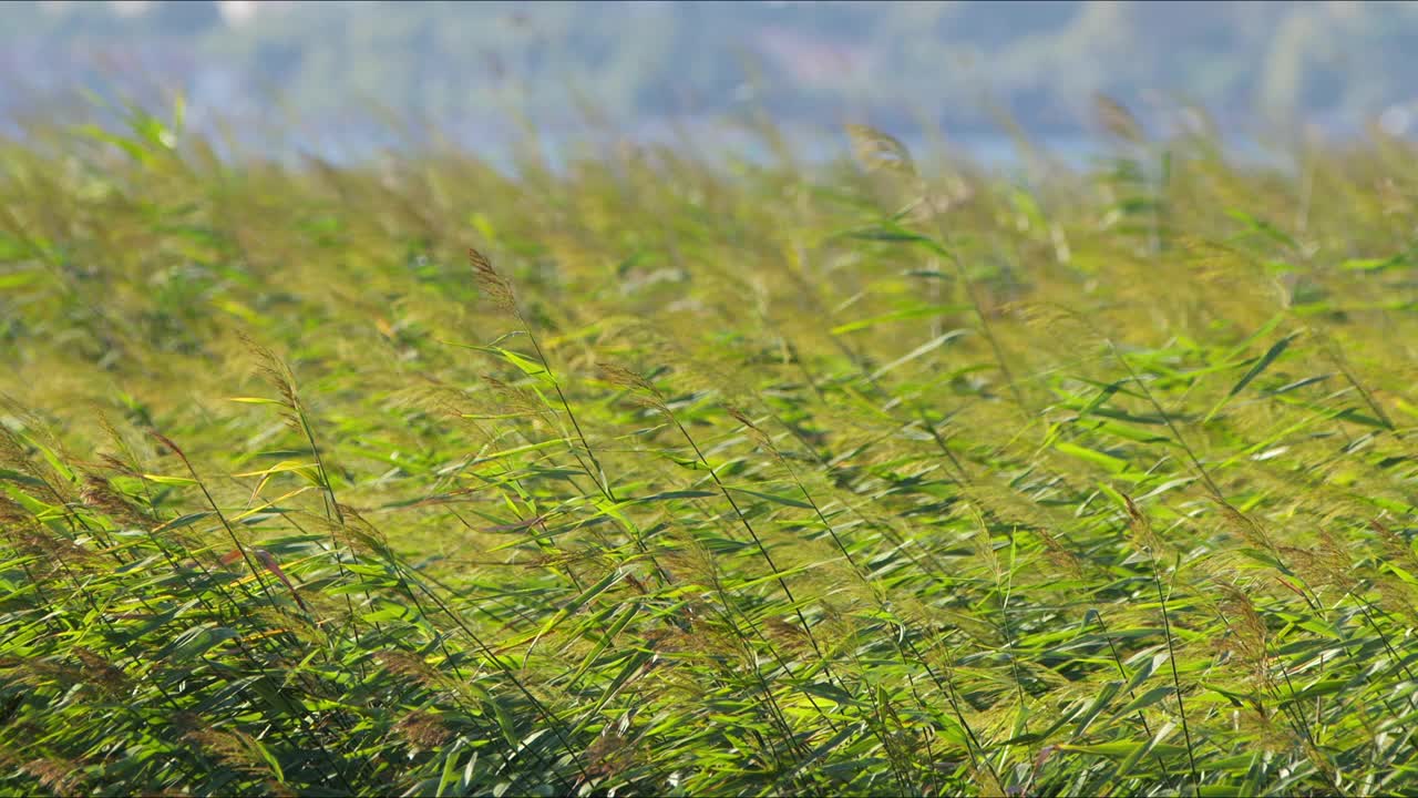 海边风中的芦苇视频素材