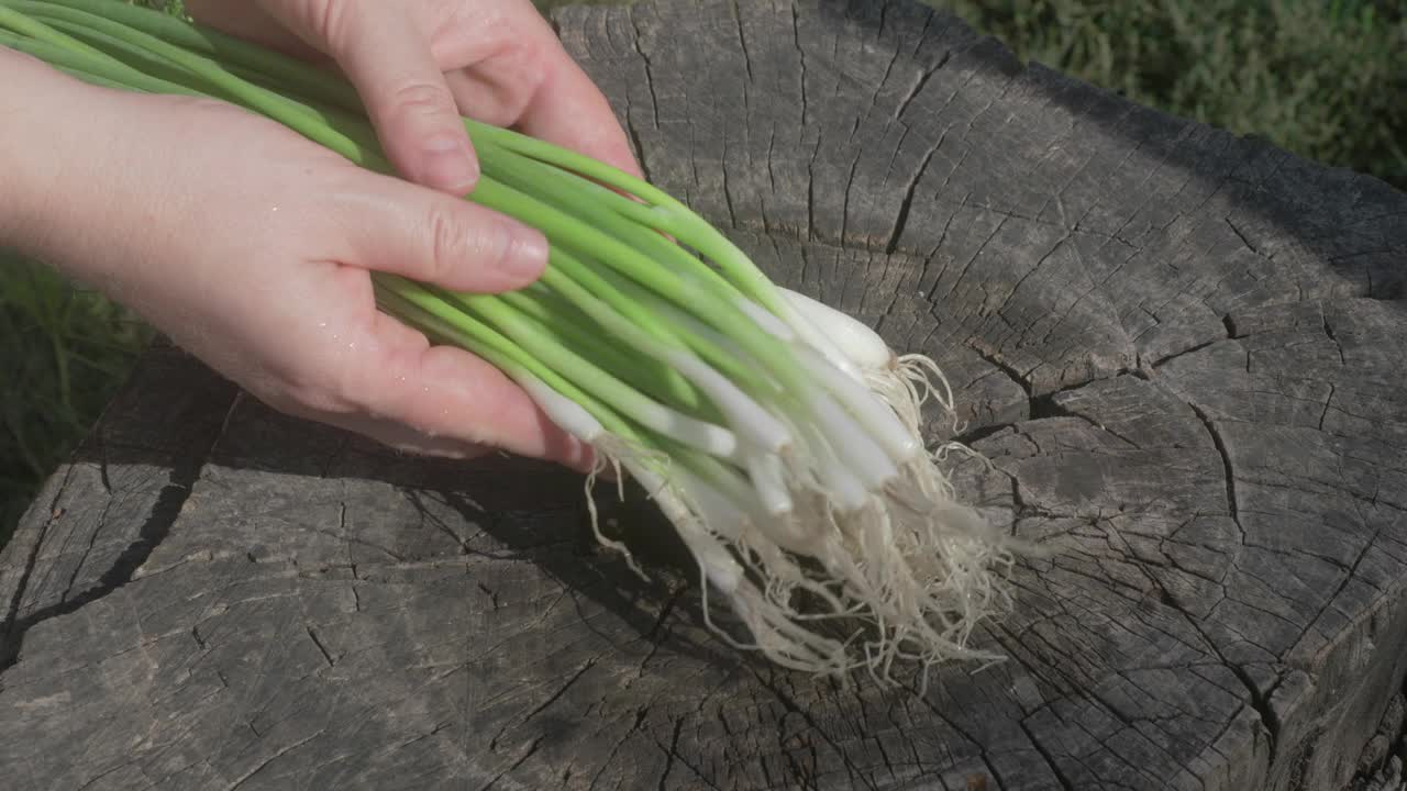 新鲜的葱直接收获从花园烹饪用途和享受视频素材