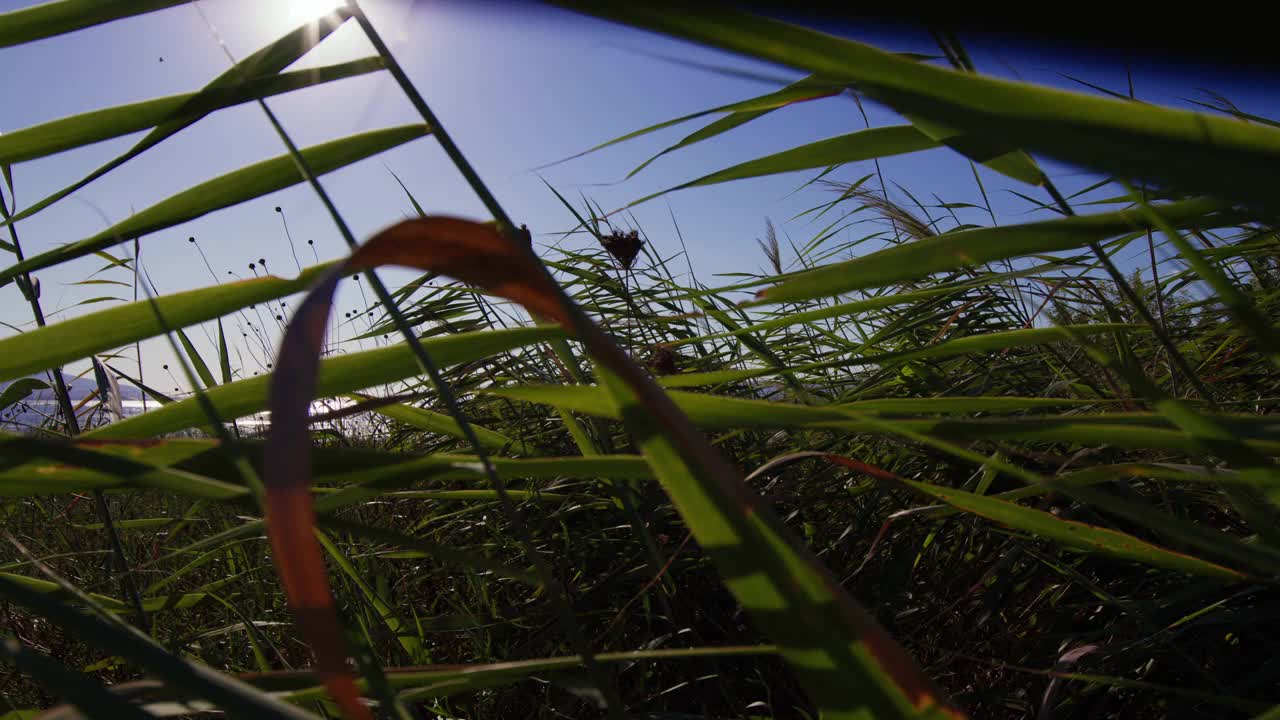 海边风中的芦苇视频素材