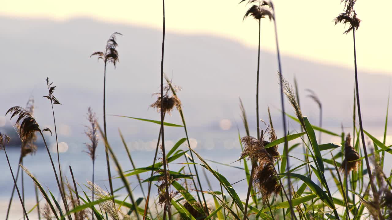 海边风中的芦苇视频素材