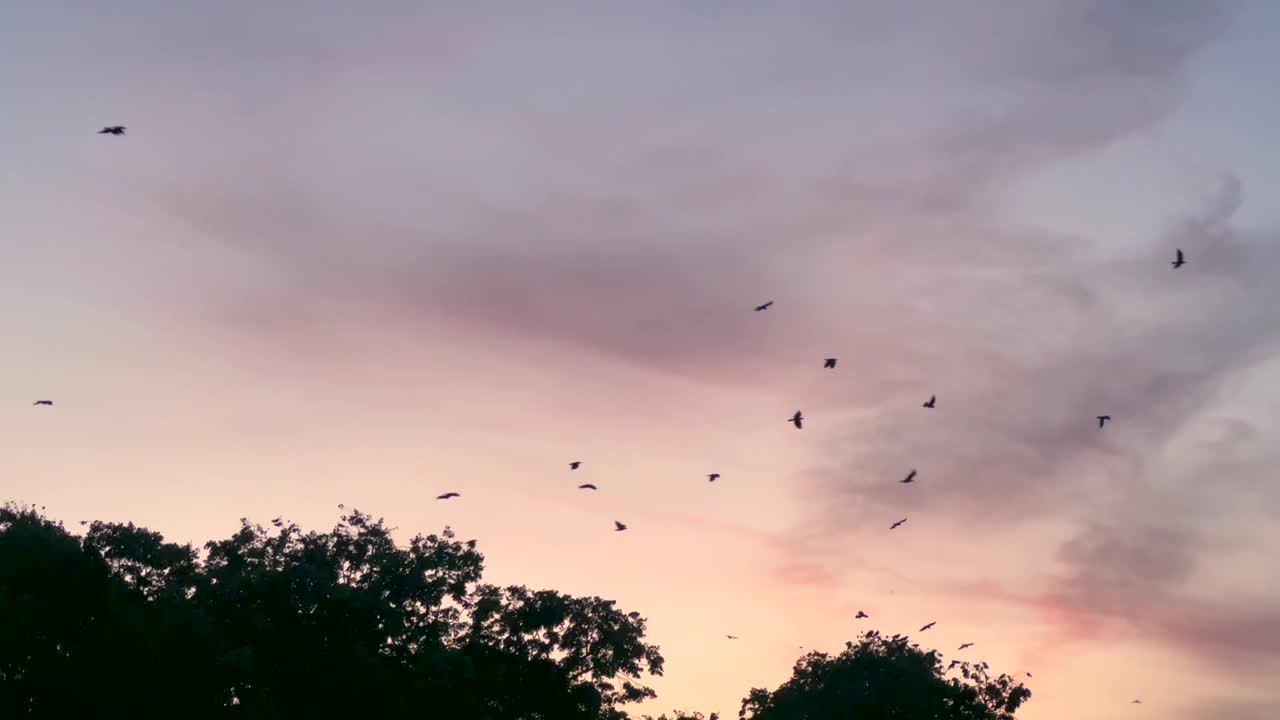 鸟在日落时飞翔视频素材