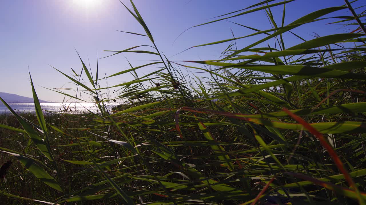 海边风中的芦苇视频素材