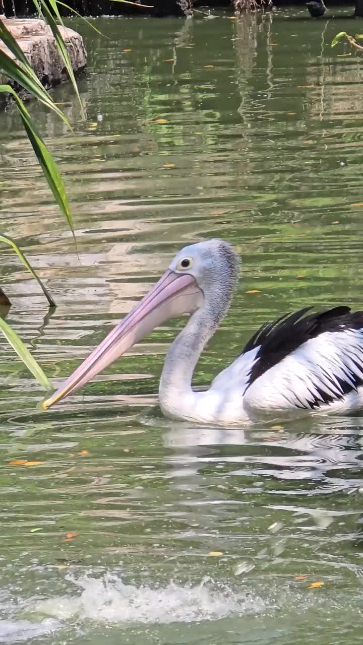 奇妙的鸟鹈鹕，这种鸟的拉丁名字是Pelecanus illatuas，它有一个袋状的喙，这是它的特点，在其他鸟类中，鹈鹕的喙最长视频下载