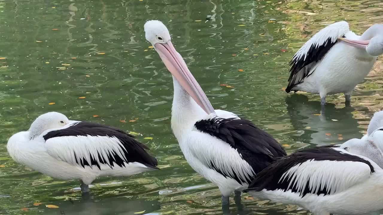 奇妙的鸟鹈鹕，这种鸟的拉丁名字是Pelecanus illatuas，它有一个袋状的喙，这是它的特点，在其他鸟类中，鹈鹕的喙最长视频下载