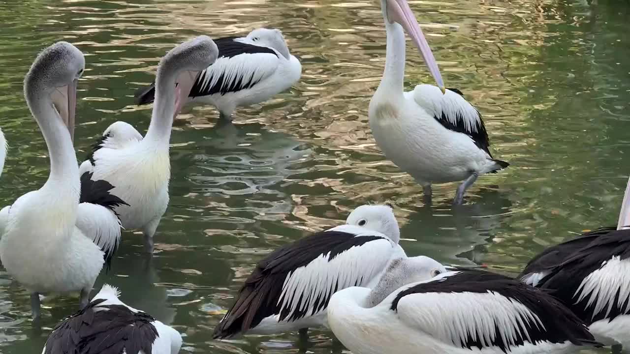 奇妙的鸟鹈鹕，这种鸟的拉丁名字是Pelecanus illatuas，它有一个袋状的喙，这是它的特点，在其他鸟类中，鹈鹕的喙最长视频下载