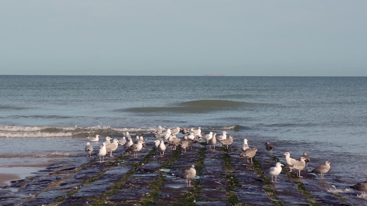 海滩上的防波堤和海鸥。视频下载