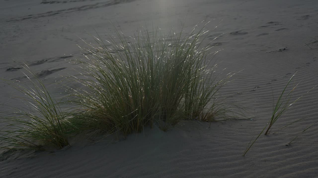 在比利时海岸的Oyat和沙丘上的日出。视频素材