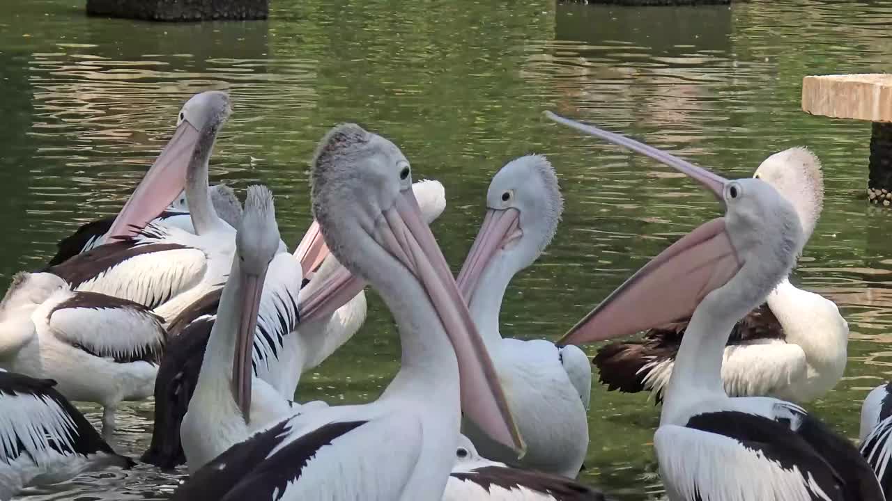 奇妙的鸟鹈鹕，这种鸟的拉丁名字是Pelecanus illatuas，它有一个袋状的喙，这是它的特点，在其他鸟类中，鹈鹕的喙最长视频下载