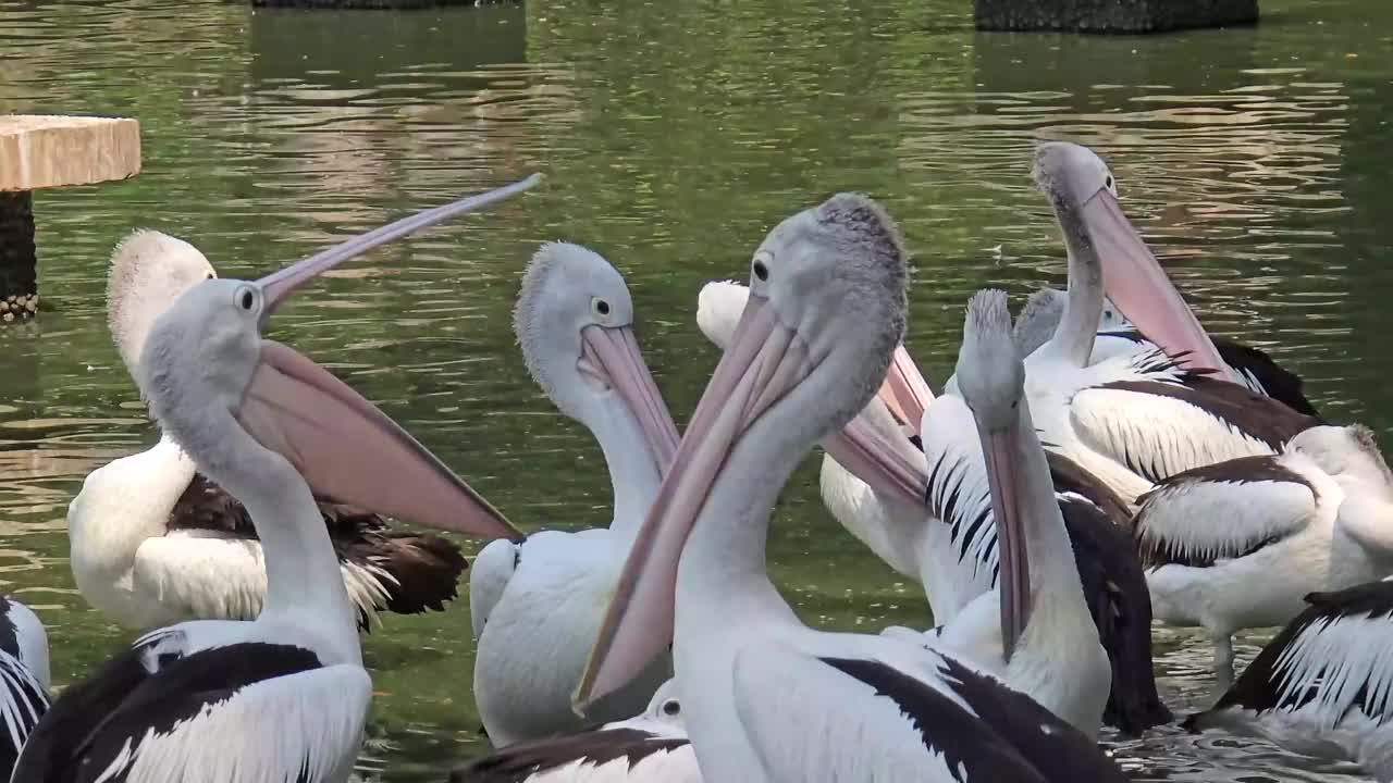 奇妙的鸟鹈鹕，这种鸟的拉丁名字是Pelecanus illatuas，它有一个袋状的喙，这是它的特点，在其他鸟类中，鹈鹕的喙最长视频下载