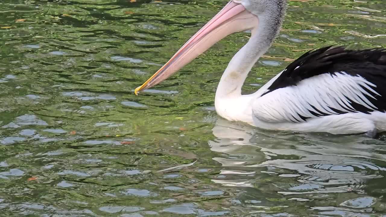 奇妙的鸟鹈鹕，这种鸟的拉丁名字是Pelecanus illatuas，它有一个袋状的喙，这是它的特点，在其他鸟类中，鹈鹕的喙最长视频下载