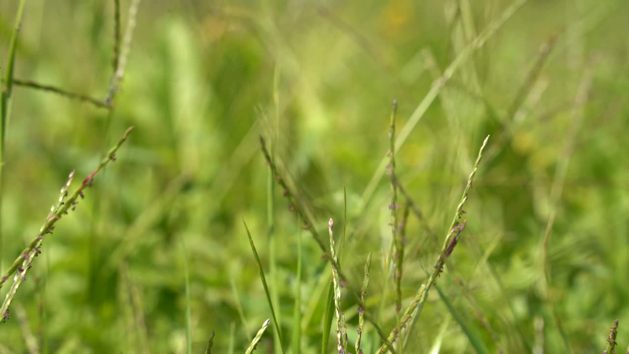 绿色的野草地上，草在风中轻轻地移动。放松的场景。视频素材