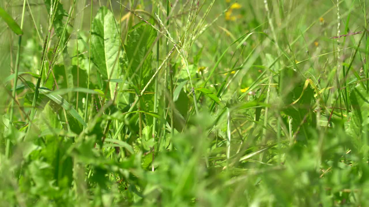 绿色的野草地上，草在风中轻轻地移动。放松的场景。视频下载