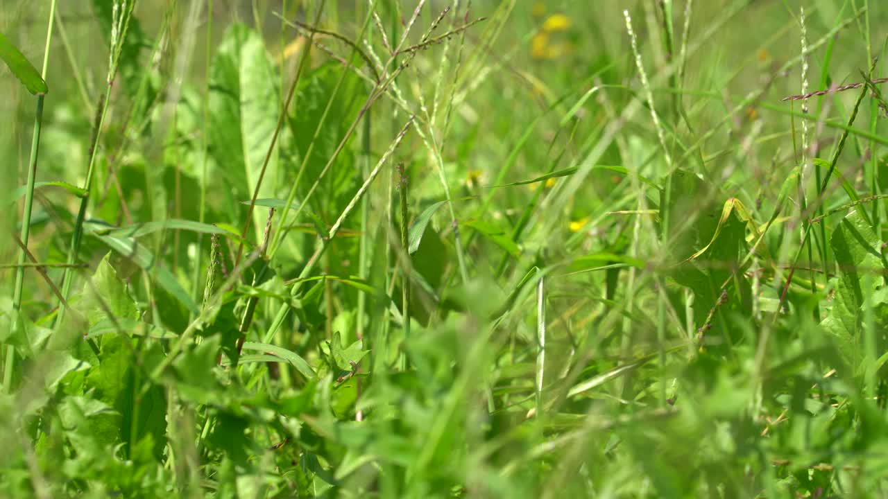 绿色的野草地上，草在风中轻轻地移动。放松的场景。视频下载