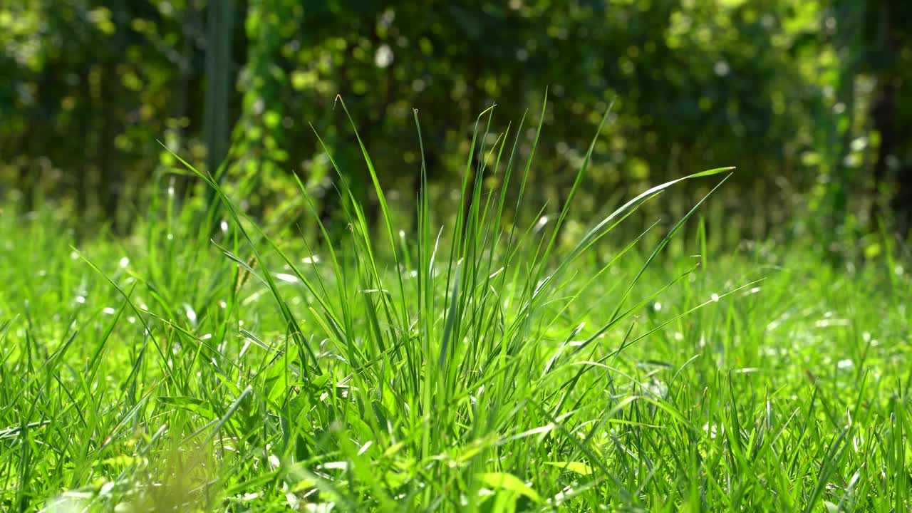 绿色的野草地上，草在风中轻轻地移动。放松的场景。视频下载