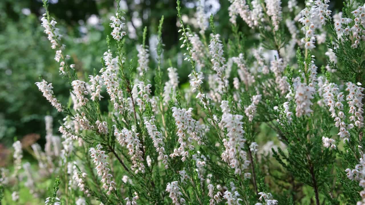 石南花的特写。视频下载