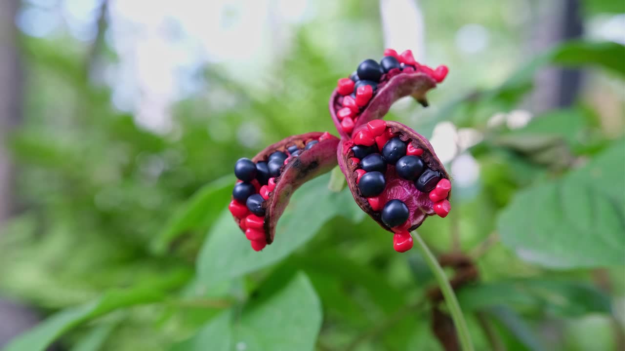 倒卵形牡丹特写。视频下载