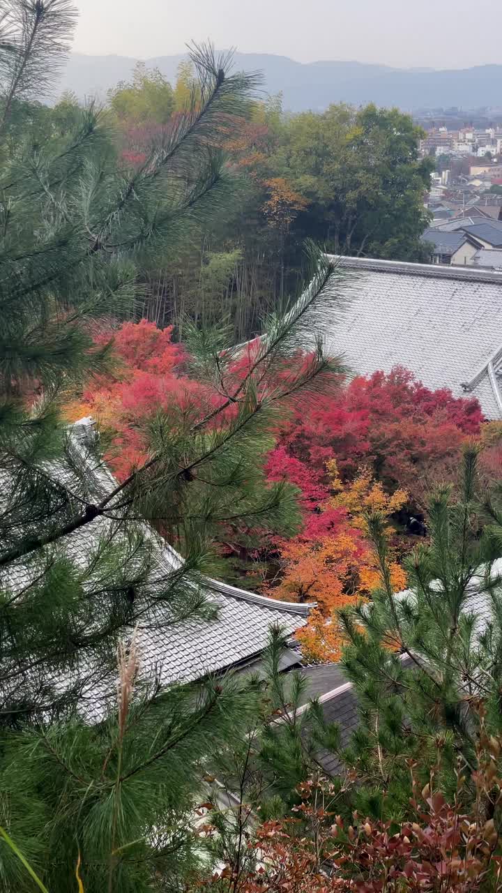 京都，日本，京都城市景观的平移镜头，显示了在秋天充满活力的秋叶包围的传统屋顶视频下载