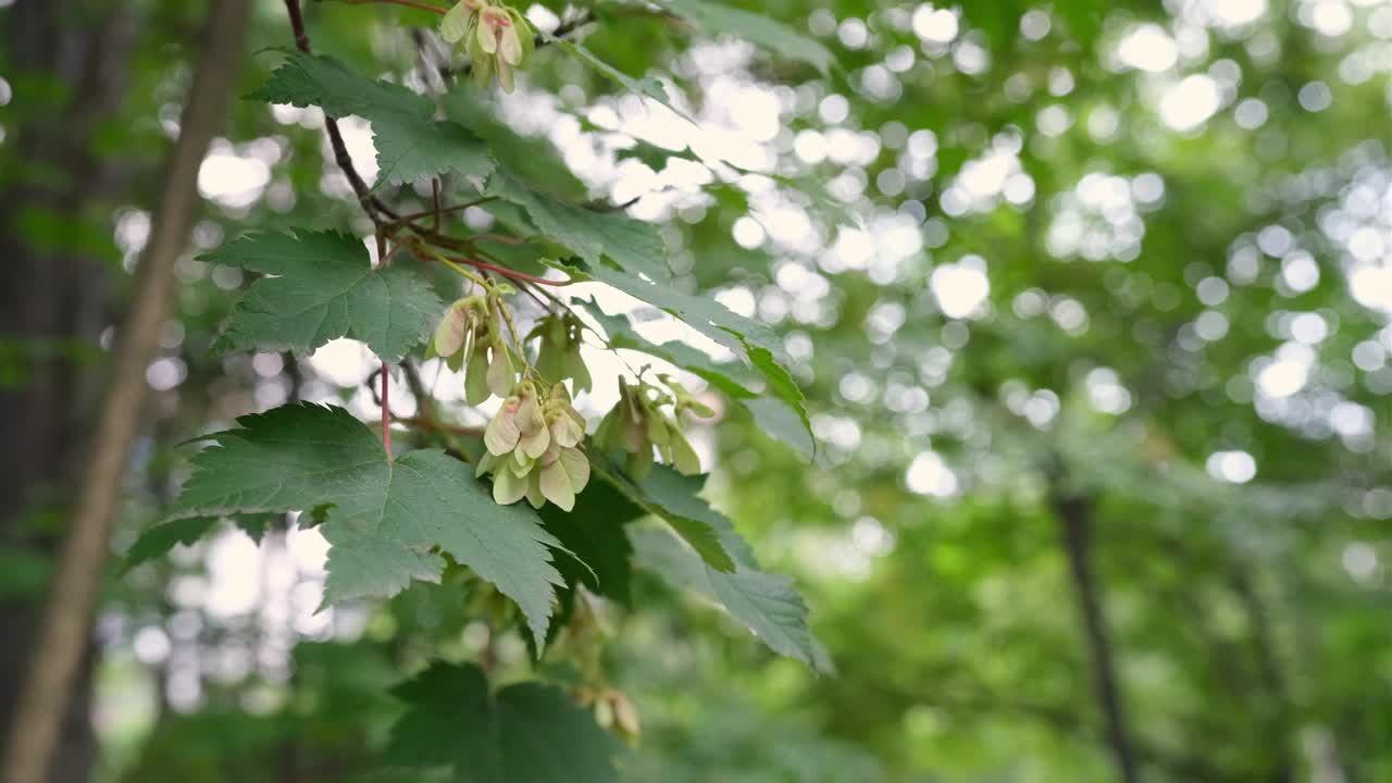 枫树树枝在风中摇曳。视频下载