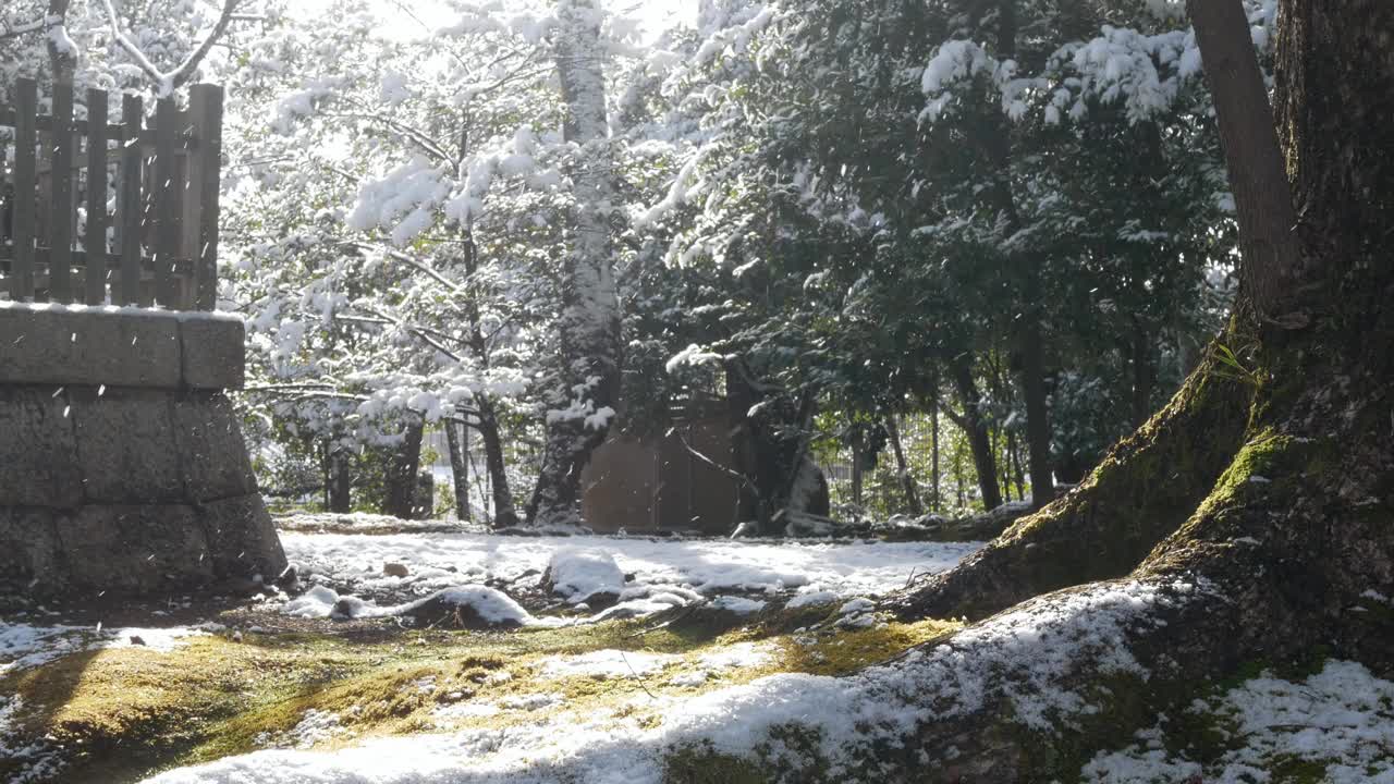 自然景观到野生森林的地面上有一些苔藓，小的自然植物覆盖着白色蓬松的雪后，冬天的雪视频下载