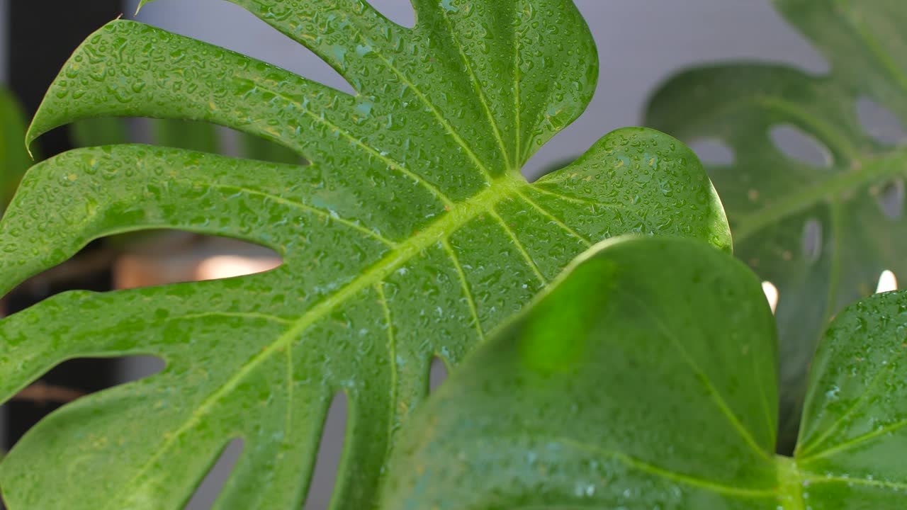 淋浴的水要清新自然，怪物自然清新视频下载