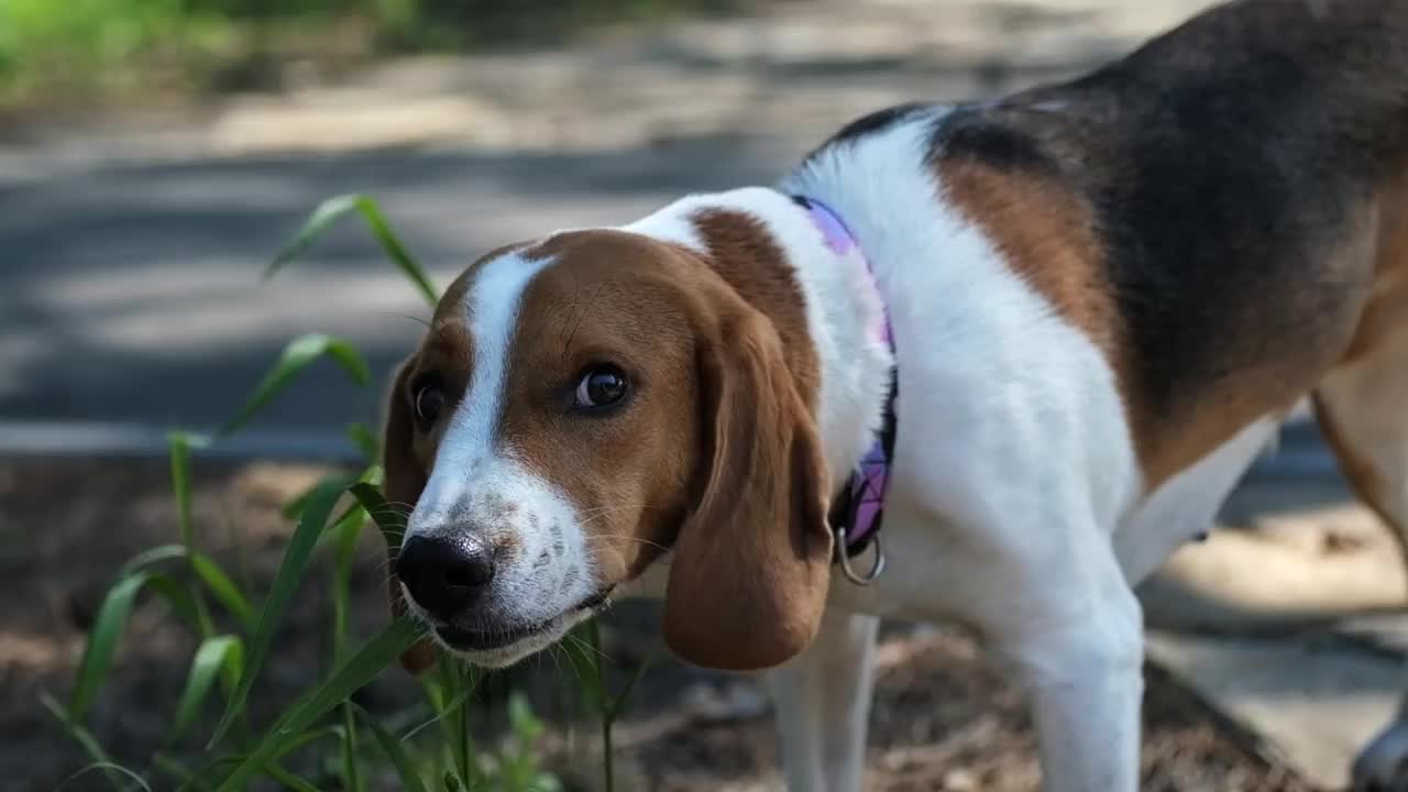 比格犬在公园散步时嚼草。视频下载