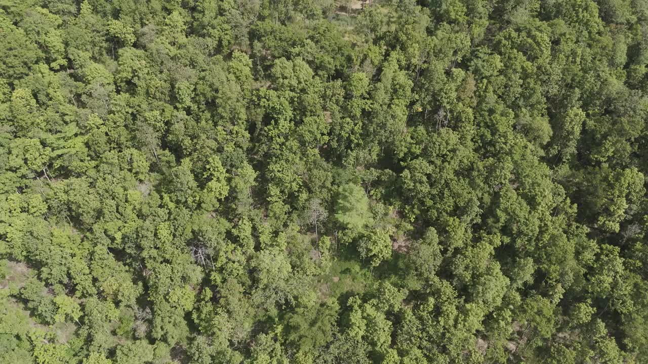 无人机拍摄的热带森林自然树和山视频下载