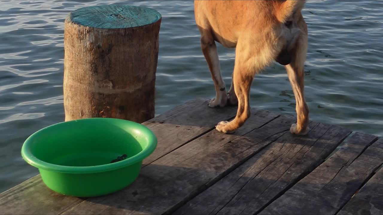 夕阳下停泊码头旁的脊背犬视频下载