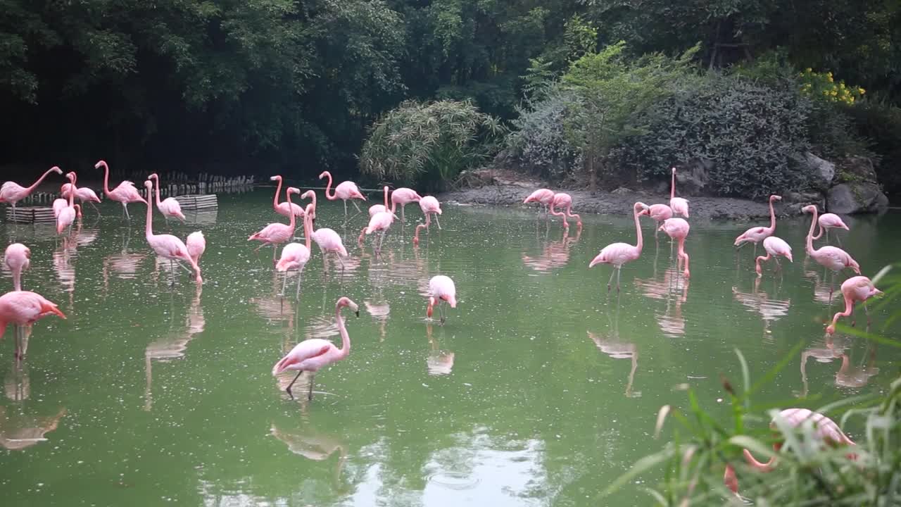 粉红色的火烈鸟在湖上行走寻找鱼视频下载