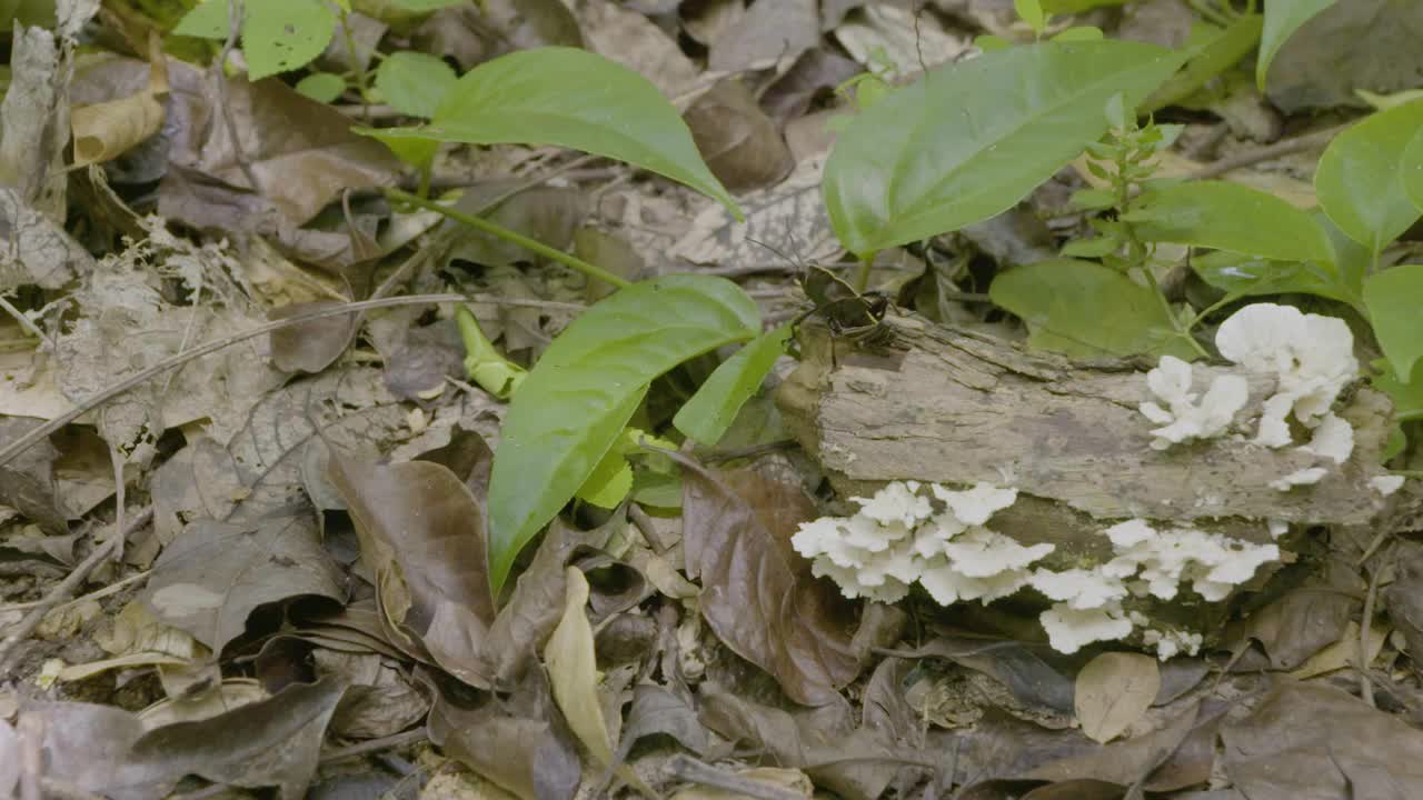 目睹蚱蜢在地上跳跃的迷人景象视频素材