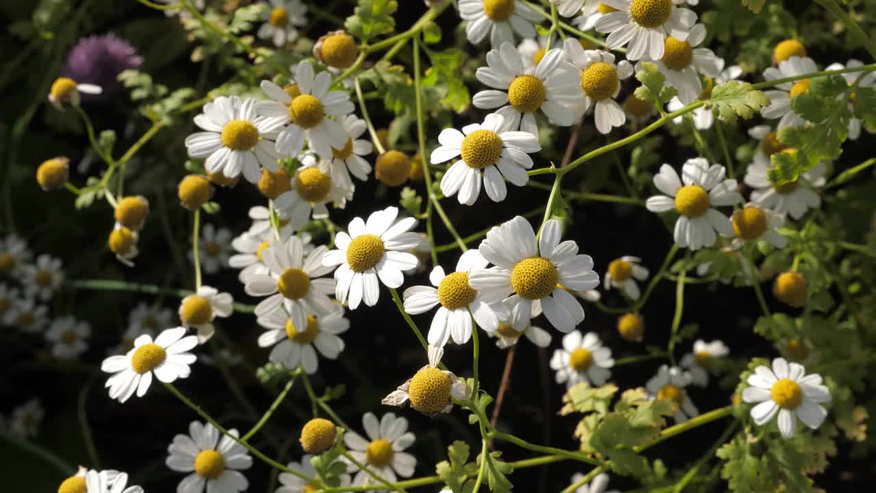 花园里盛开着雏菊视频下载