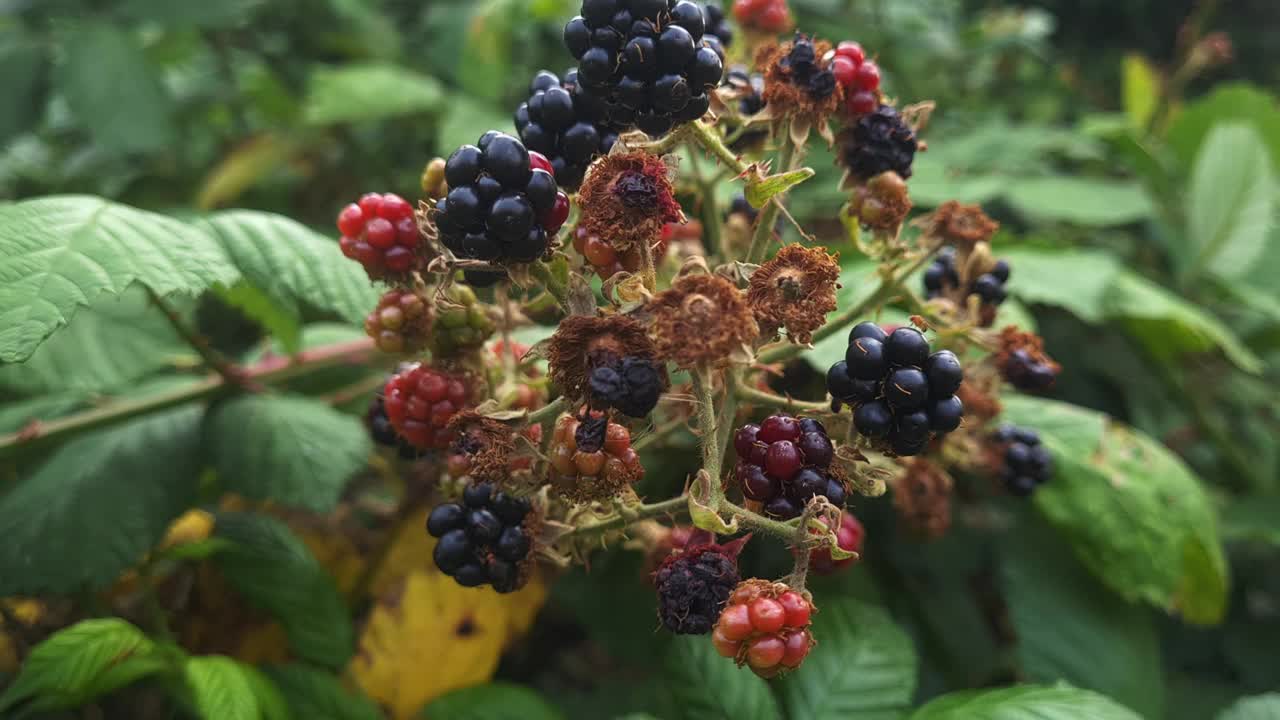 野生树莓在植物上。视频素材