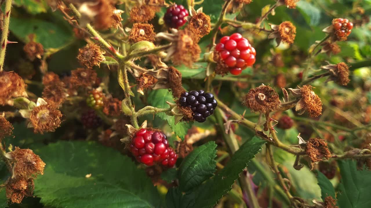 野生树莓在植物上。视频素材